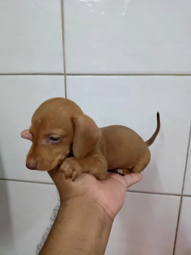 Filhote dachshund Cofap Basset macho
