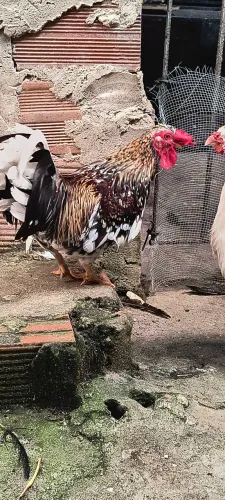 Vender galinhos querreche bem pequenos