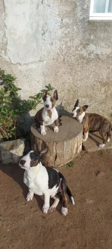 Bull Terrier