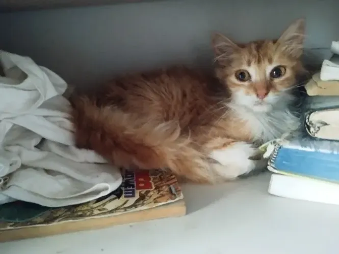 Gata filhote laranja