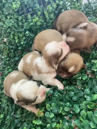Lindos Filhotes de shihTzu Macho e Fêmea