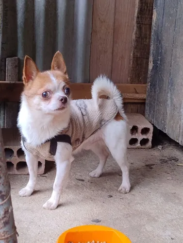 Chihuahua macho adulto não castrado