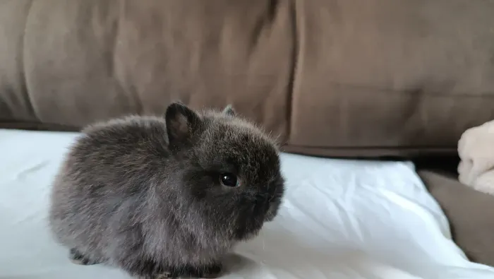 coelhinho top raça netherland dwarf