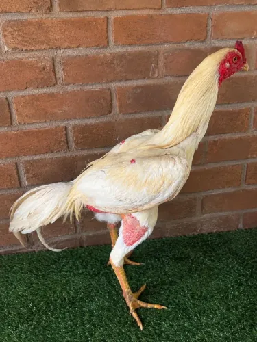 Galo de genética