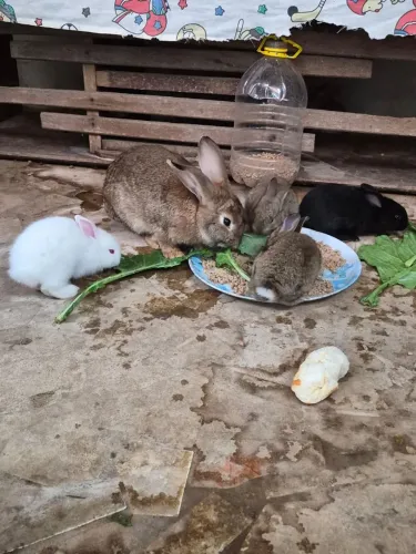 Coelhos pequenos 