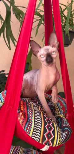 Filhote Sphynx Fêmeas