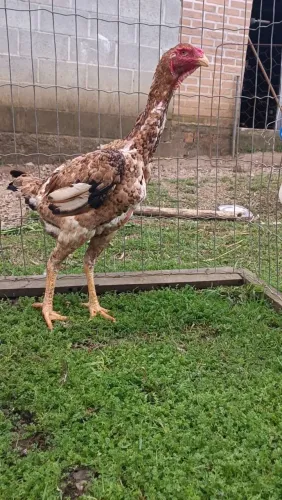 Franga Índio gigante