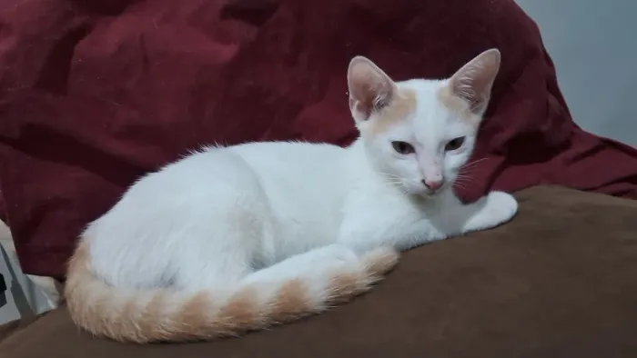Doação de gatinho filhote 