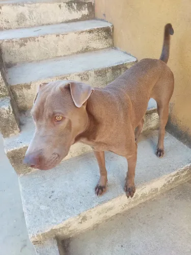 Doação Mestiço , macho, dócil , 2 anos