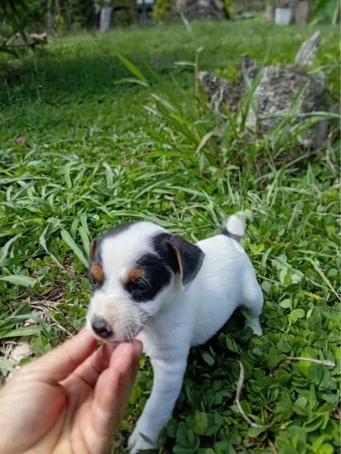 Filhotes de jack russel terrier