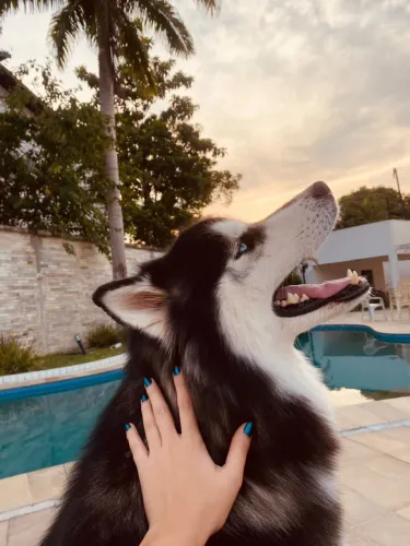 HUSKY SIBERIANO CRUZA