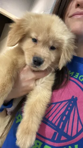 GOLDEN