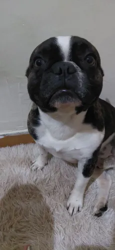 Buldogue Frances