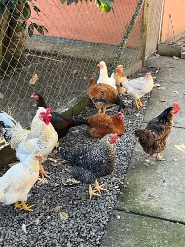Galinha Caipira - Caçapava Velha - Caçapava