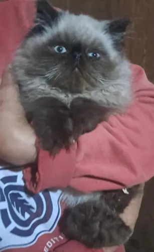 Persa machinho 1700,00
