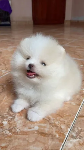 Spitz alemão Esse cachorrinho foi feito para ser inesquecível