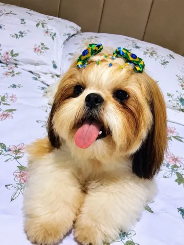Cadela da Raça Stuz Dócil é muito bem cuidada