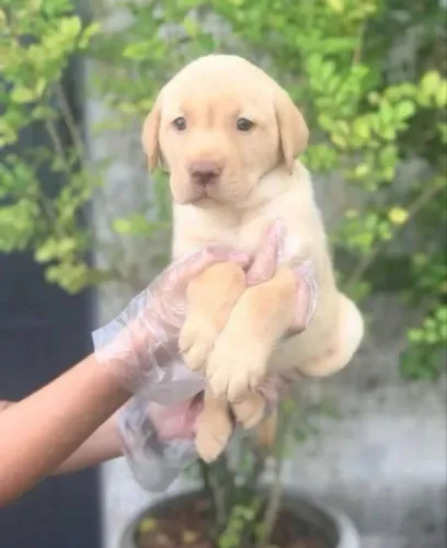 Filhote : labrador , o amor sincero e puro e cheio de pelos