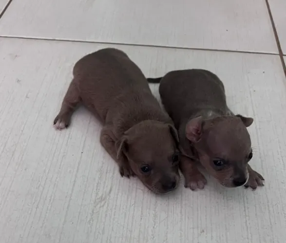Filhotes de pinscher fêmeas
