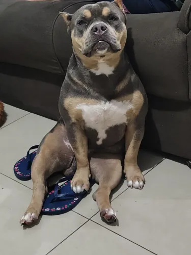 American Bully - Exótic