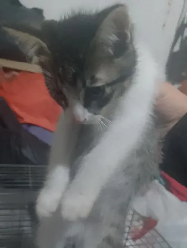 Gatinhos