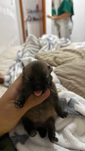 Filhote de Spitz Alemão / Lulu da pomerania 