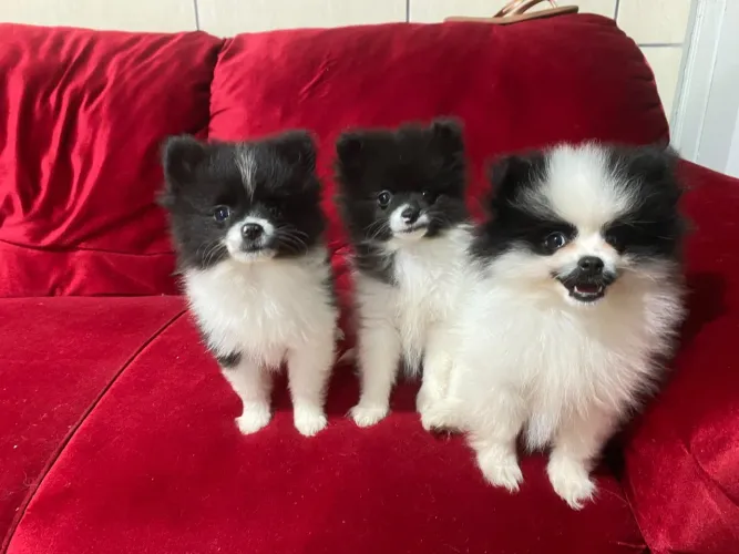 Lulu da Pomerânia - Filhotes Fêmeas ?