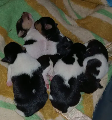 Filhotes de Terrier Brasileiro (Fox Paulistinha)