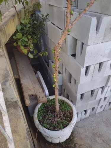 Jabuticabeira