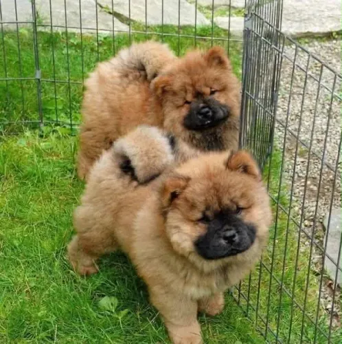 Chow Chow top