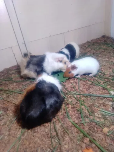 Vendo porquinho da india 