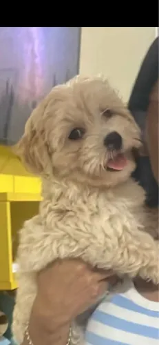 Poodle Toy