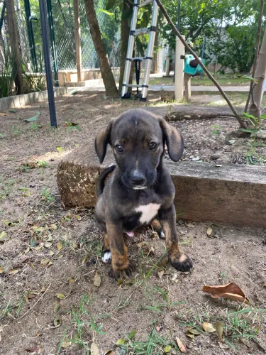 Filhote cachorro para adoção 