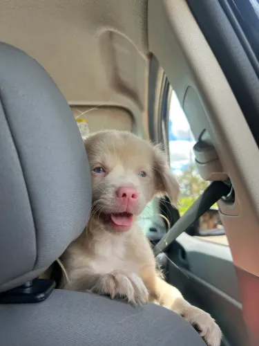 Vendo filhote de 4 meses Poodle 