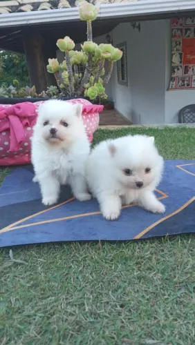 Spitz alemão/Lulu da pomerania 
