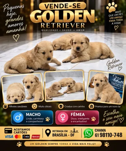 Golden Retriever