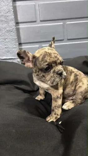 Filhote buldogue francês