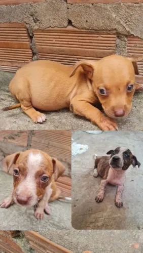 Doação de filhotes 