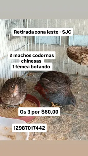 Codornas chinesas