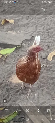 Vendo galinhas caipira