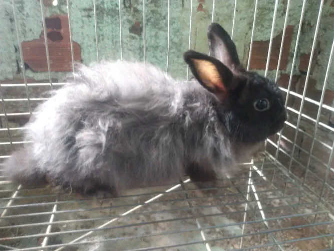 Coelho Pet macho 