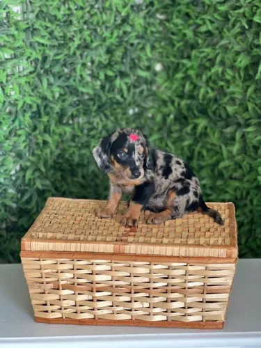 Dachshund padrão