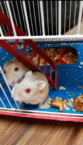 Hamster + gaiola