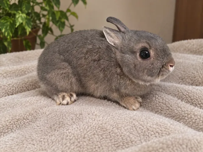 Mini coelho