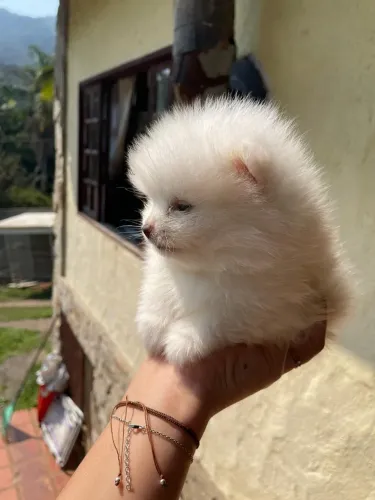 Filhote de lulu da pomerania femea 