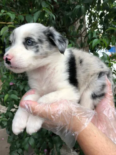 Border collie ¿ mês do amora melhor escolha 