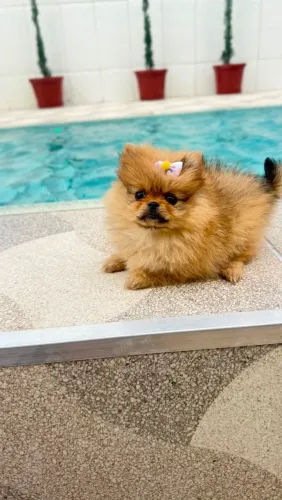 Lulu da pomerania