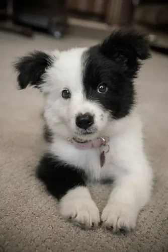 Border collie filhote especial para o dia dos namorados