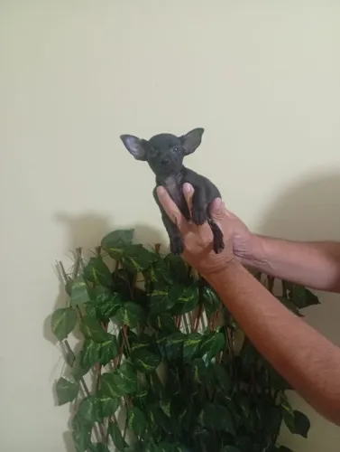 Pinscher com Características da Raça e Muito Dócil