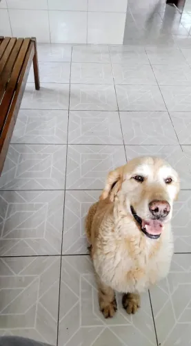 Doação Golden